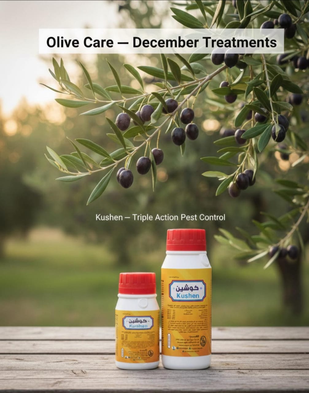 تجهيز الزيتون للتزهير