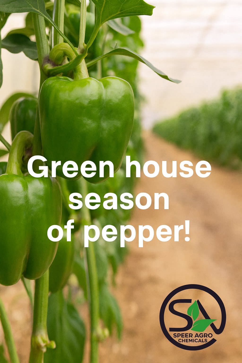 خطه اداره الفلفل داخل الصوب