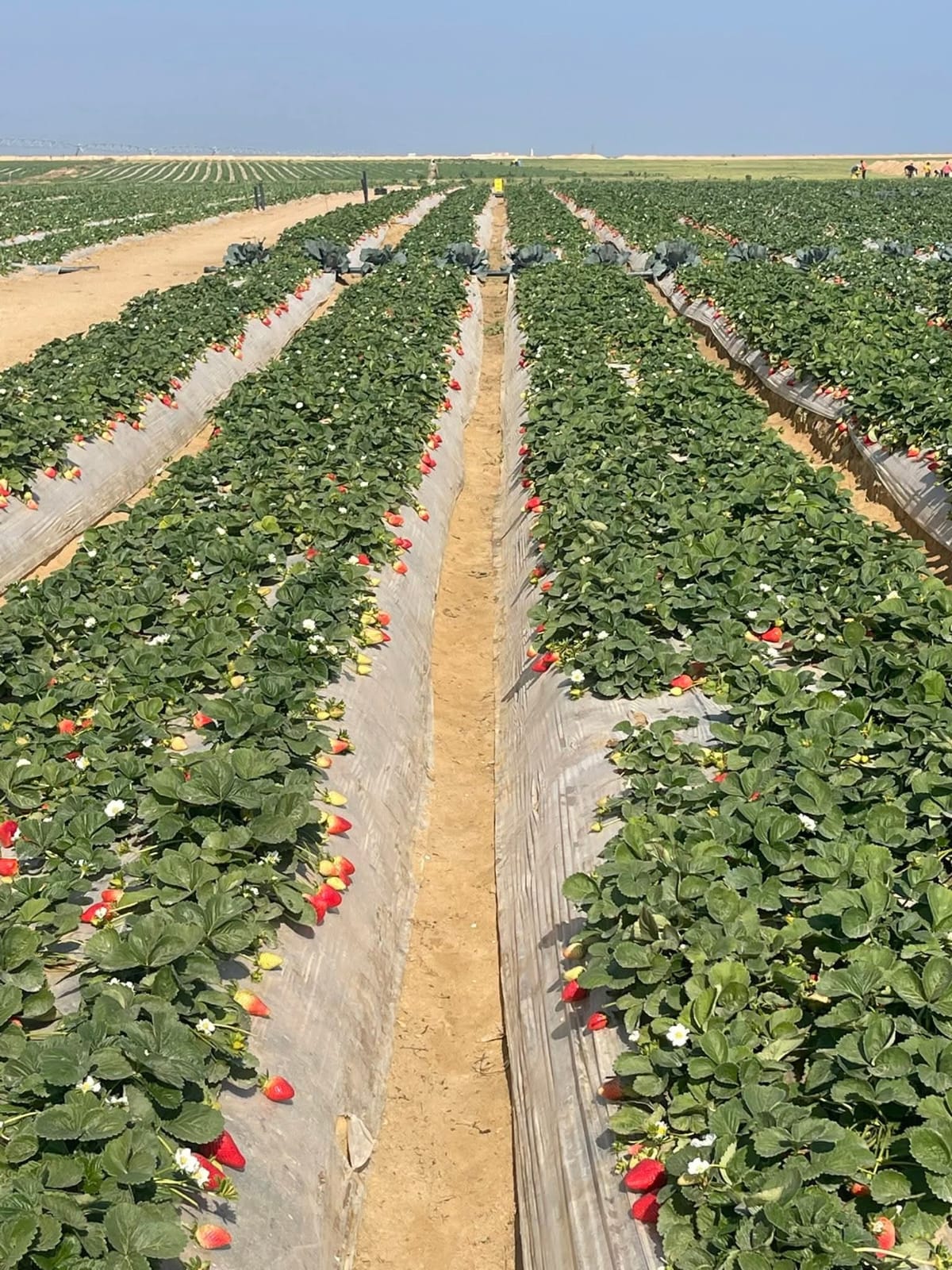 تحجيم الفراوله