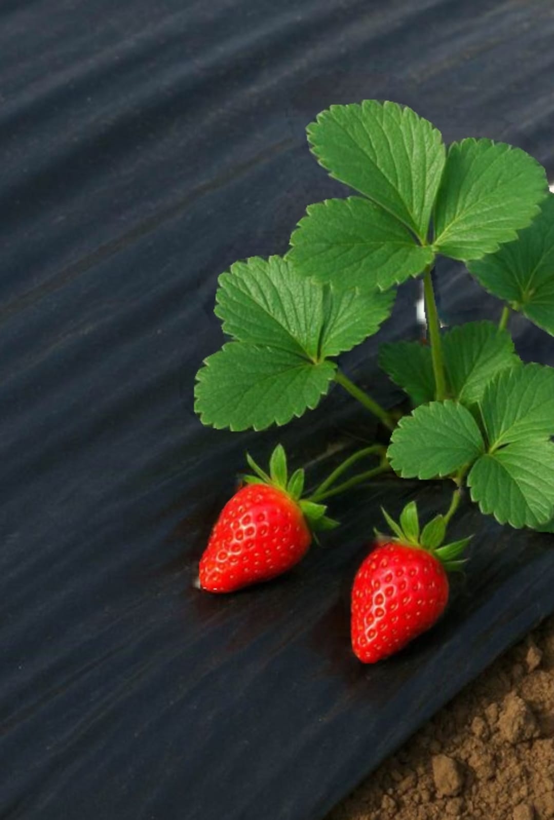 الملش في الفراولة